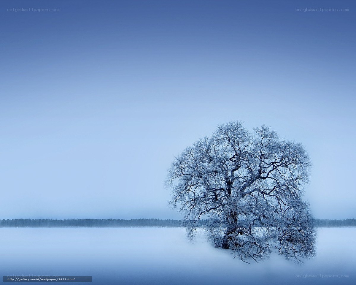 Solitary tree on frozen lake