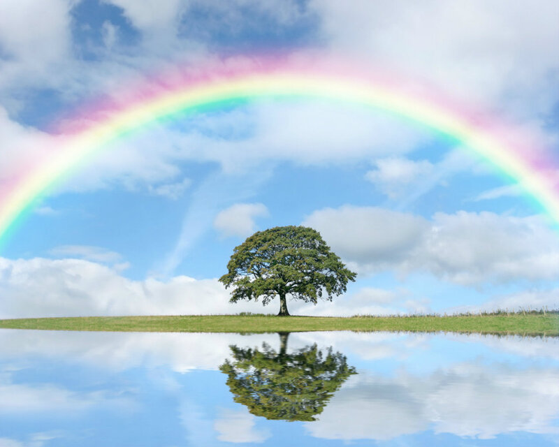 Solitary Tree on Grass