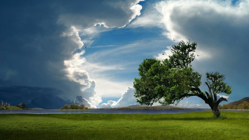 Solitary Tree on Grassland