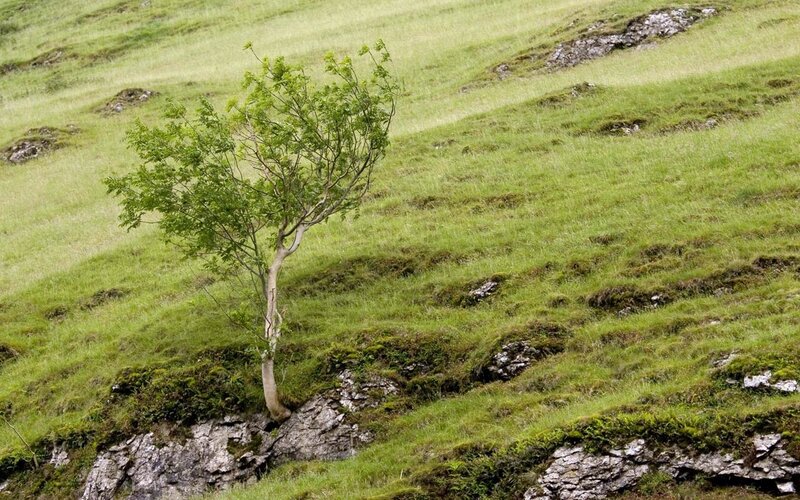solitary tree on grassy hill