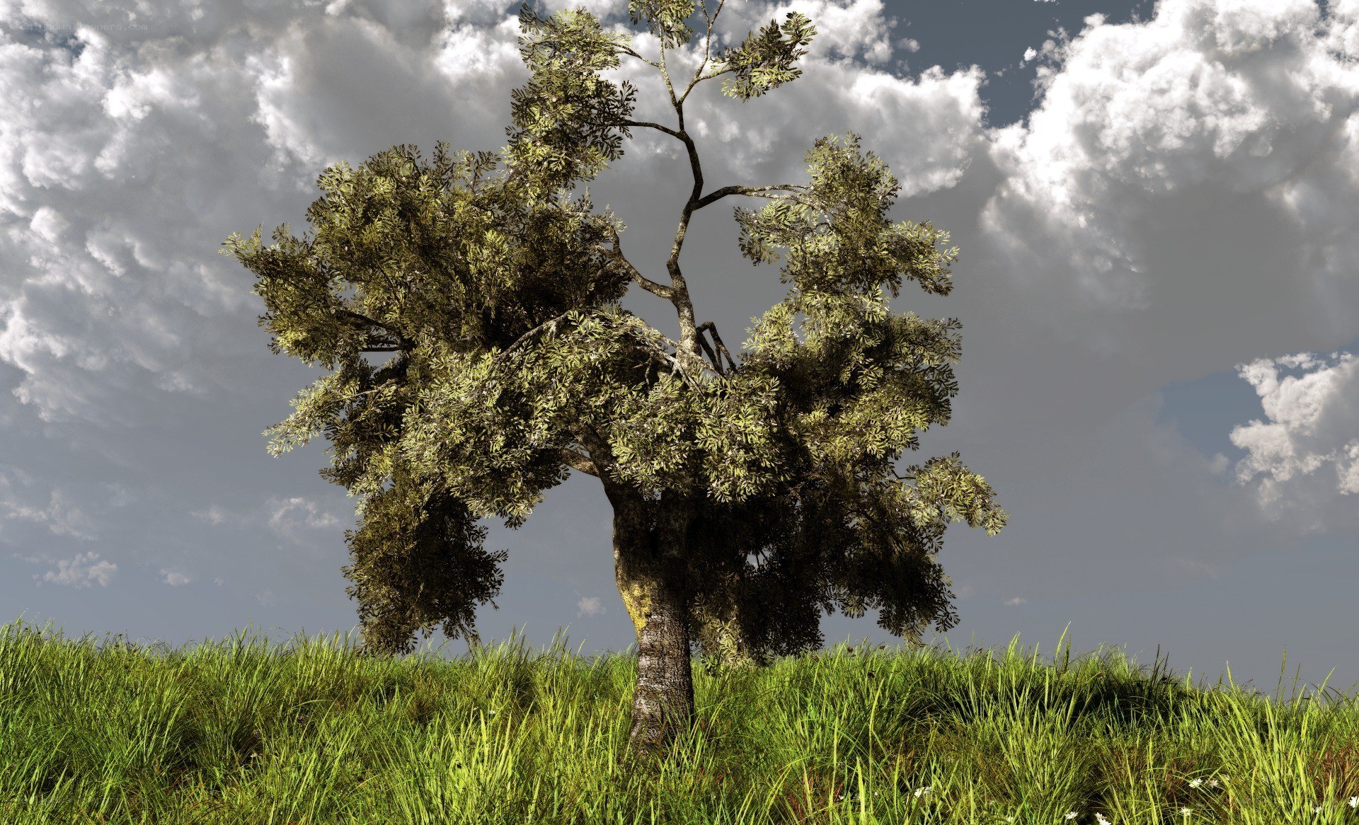 solitary tree on grassy hill