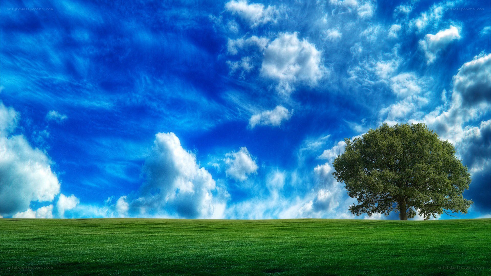 Solitary tree on green field