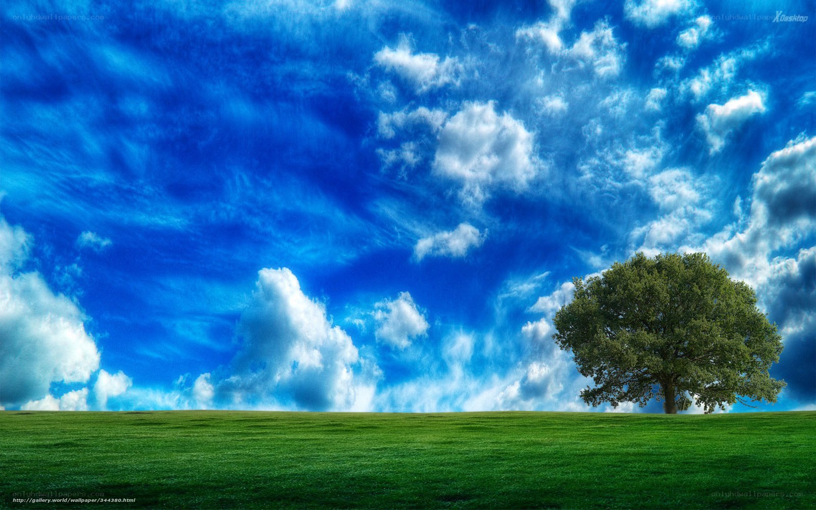 solitary tree on green field
