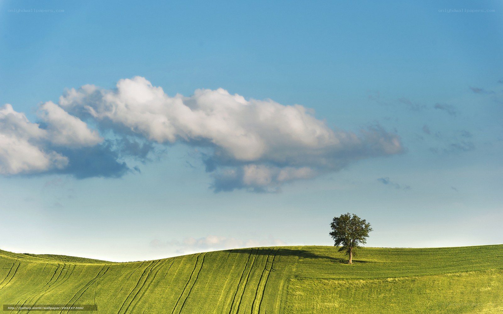Solitary tree on green hill