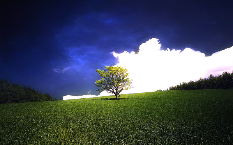 solitary tree on green hill