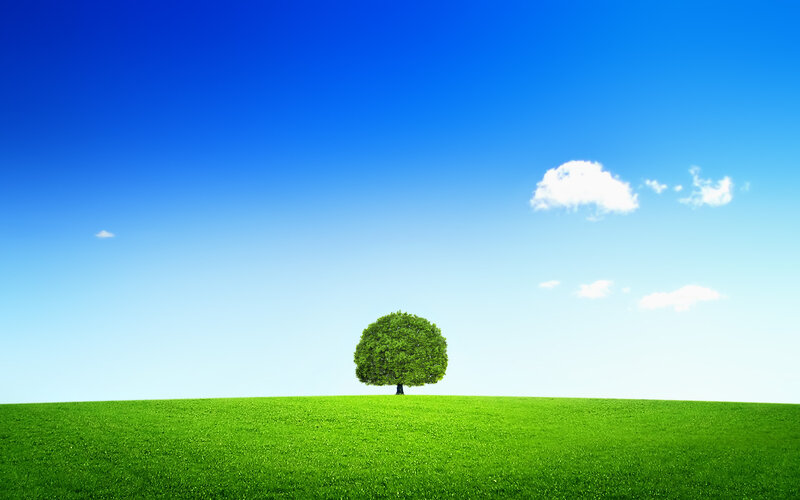 solitary tree on green hill