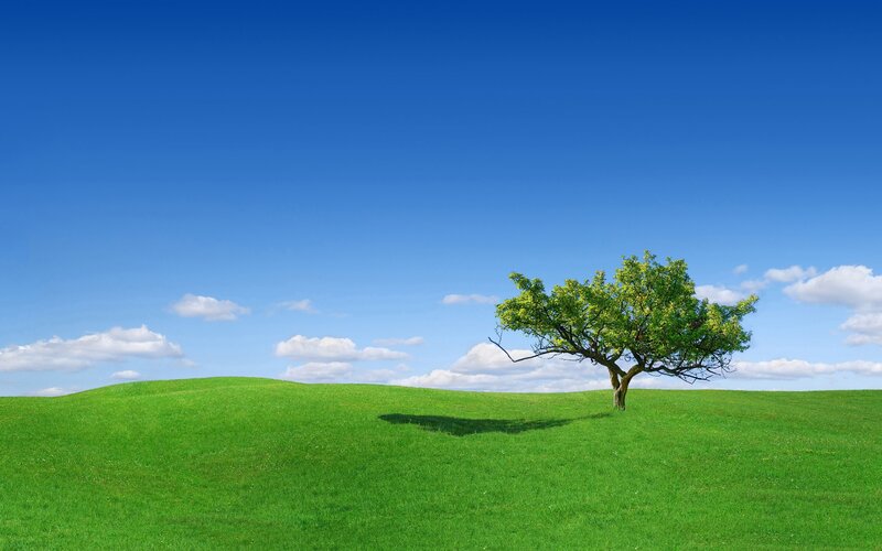 solitary tree on green hill