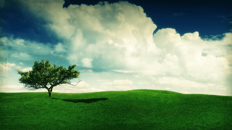 solitary tree on green hill