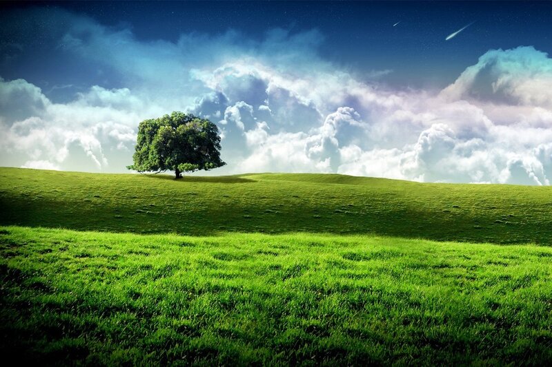 Solitary tree on green hill