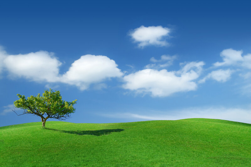 solitary tree on green hill