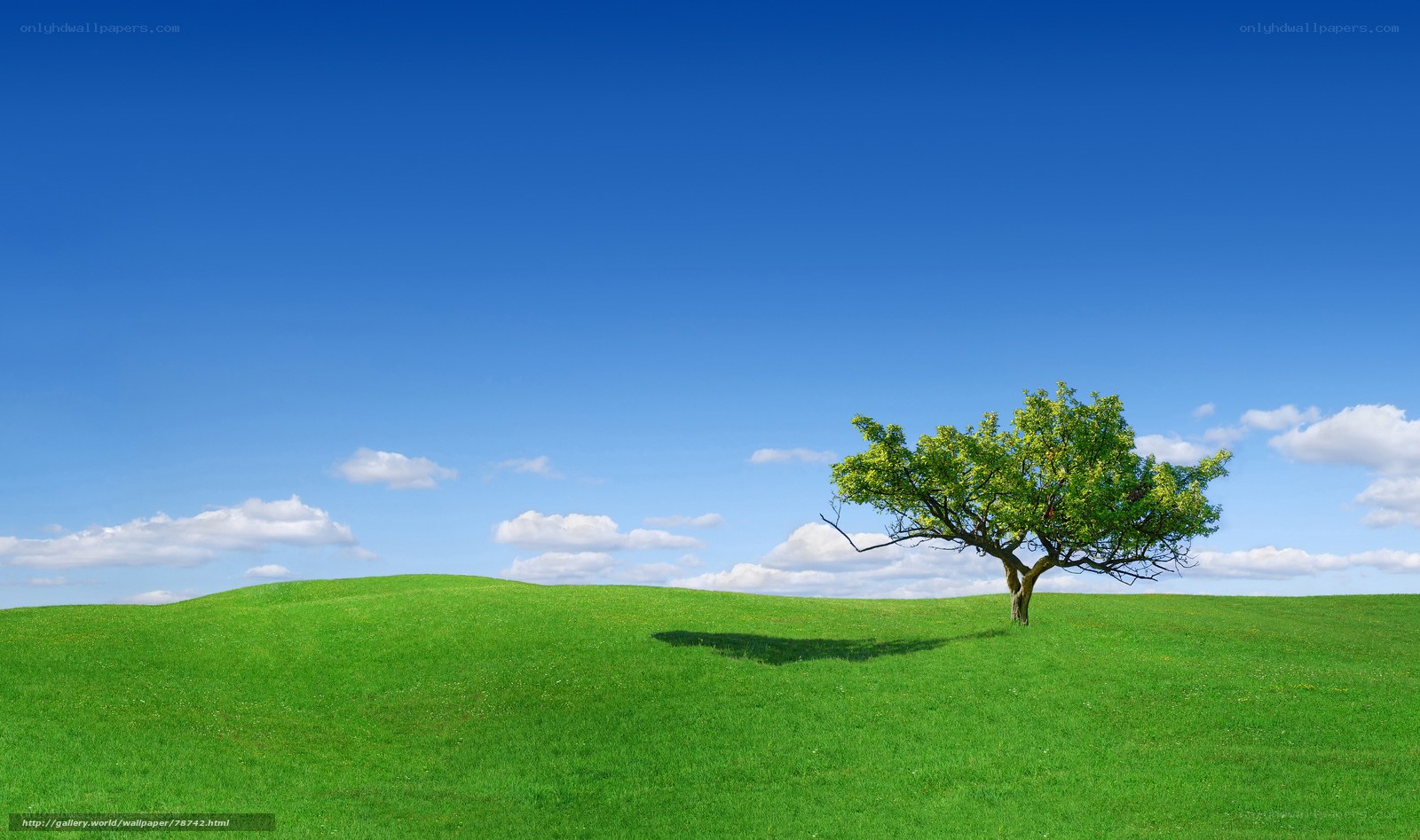 solitary tree on green hill