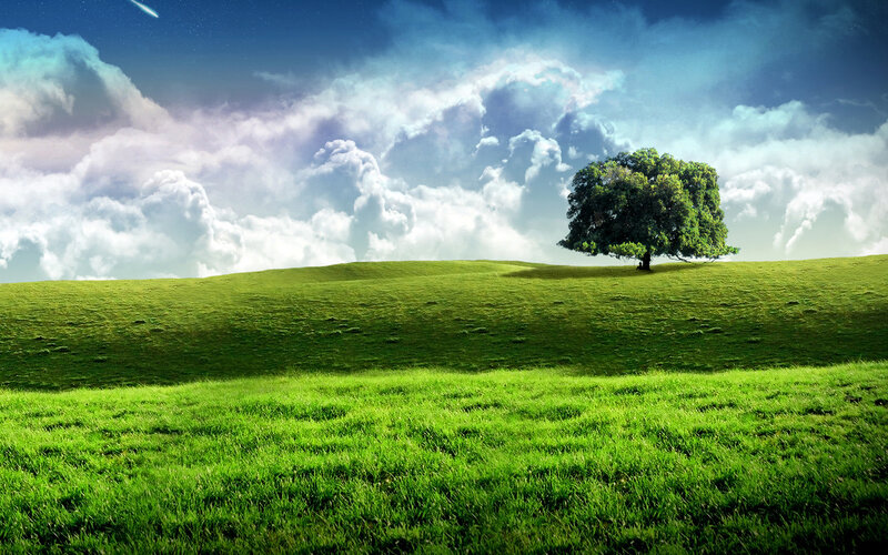 Solitary tree on green hill