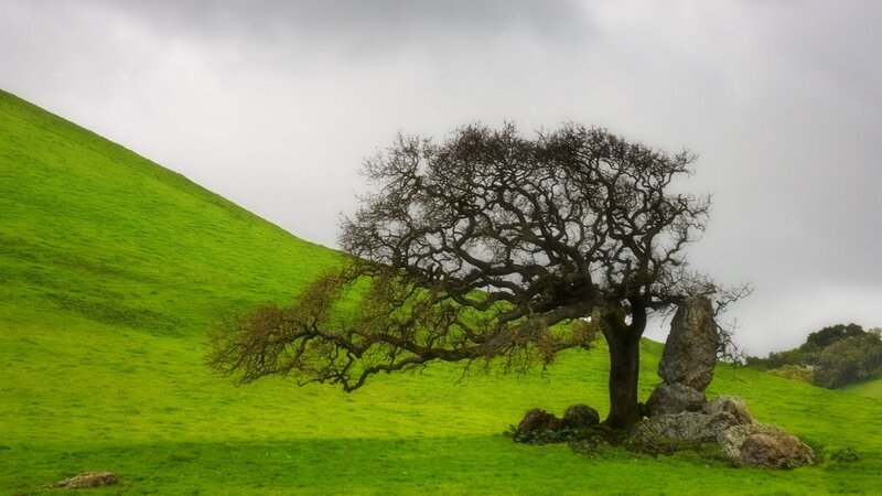 Solitary tree on green hill