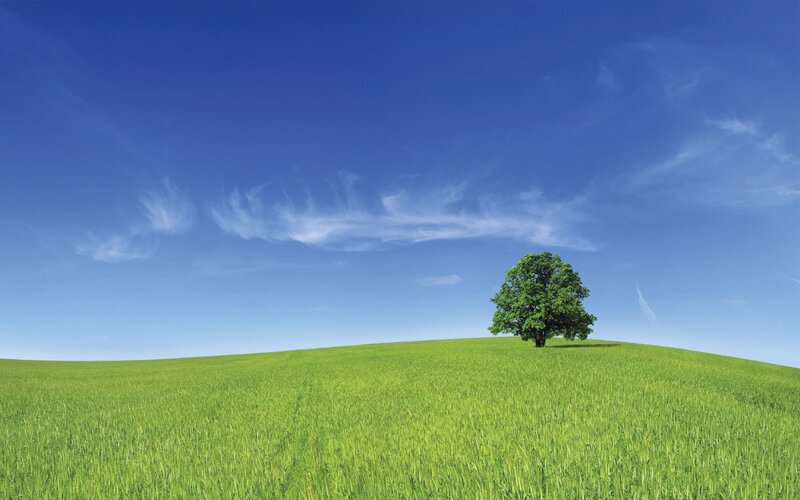 solitary tree on green hill