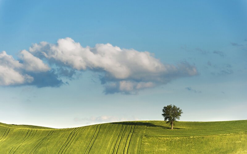 Solitary tree on green hill