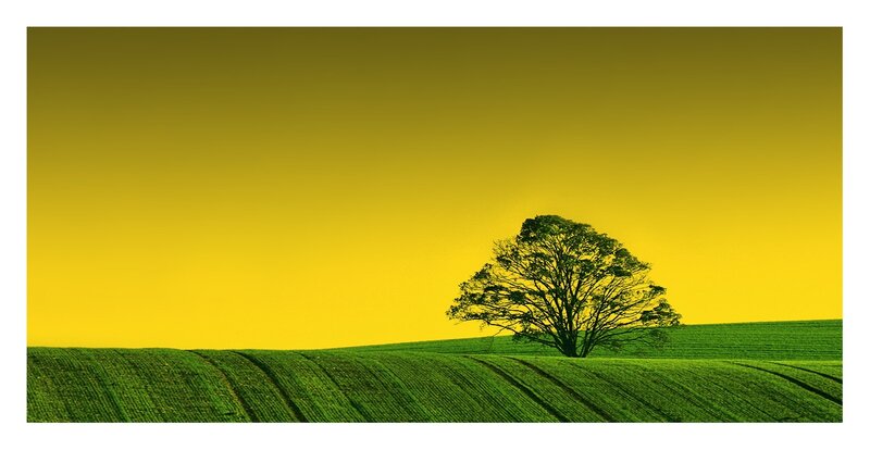 solitary tree on green hill