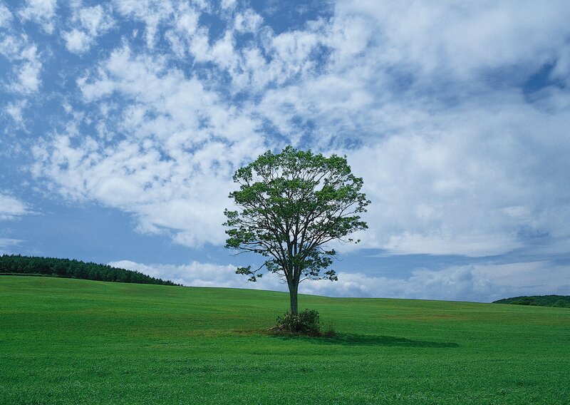 solitary tree on green hill