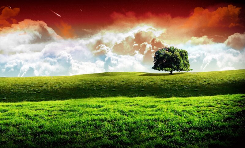 solitary tree on green hill