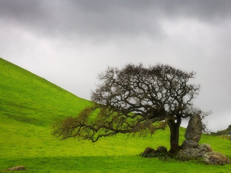 solitary tree on green hill