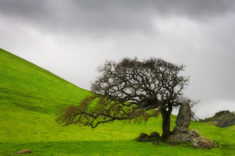 Solitary tree on green hill