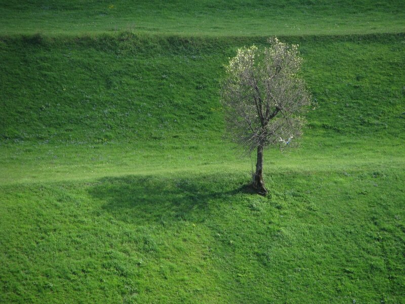 solitary tree on green hill