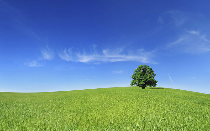 Solitary tree on green hill
