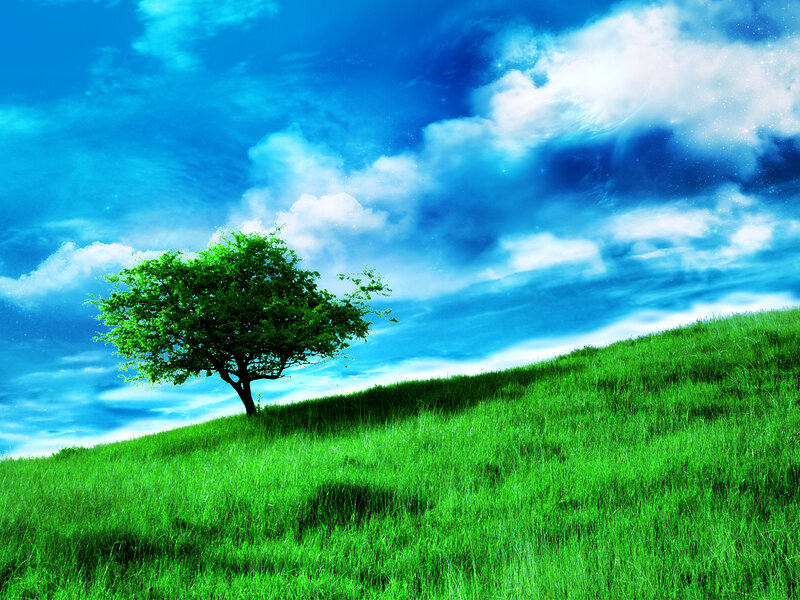 solitary tree on green hill