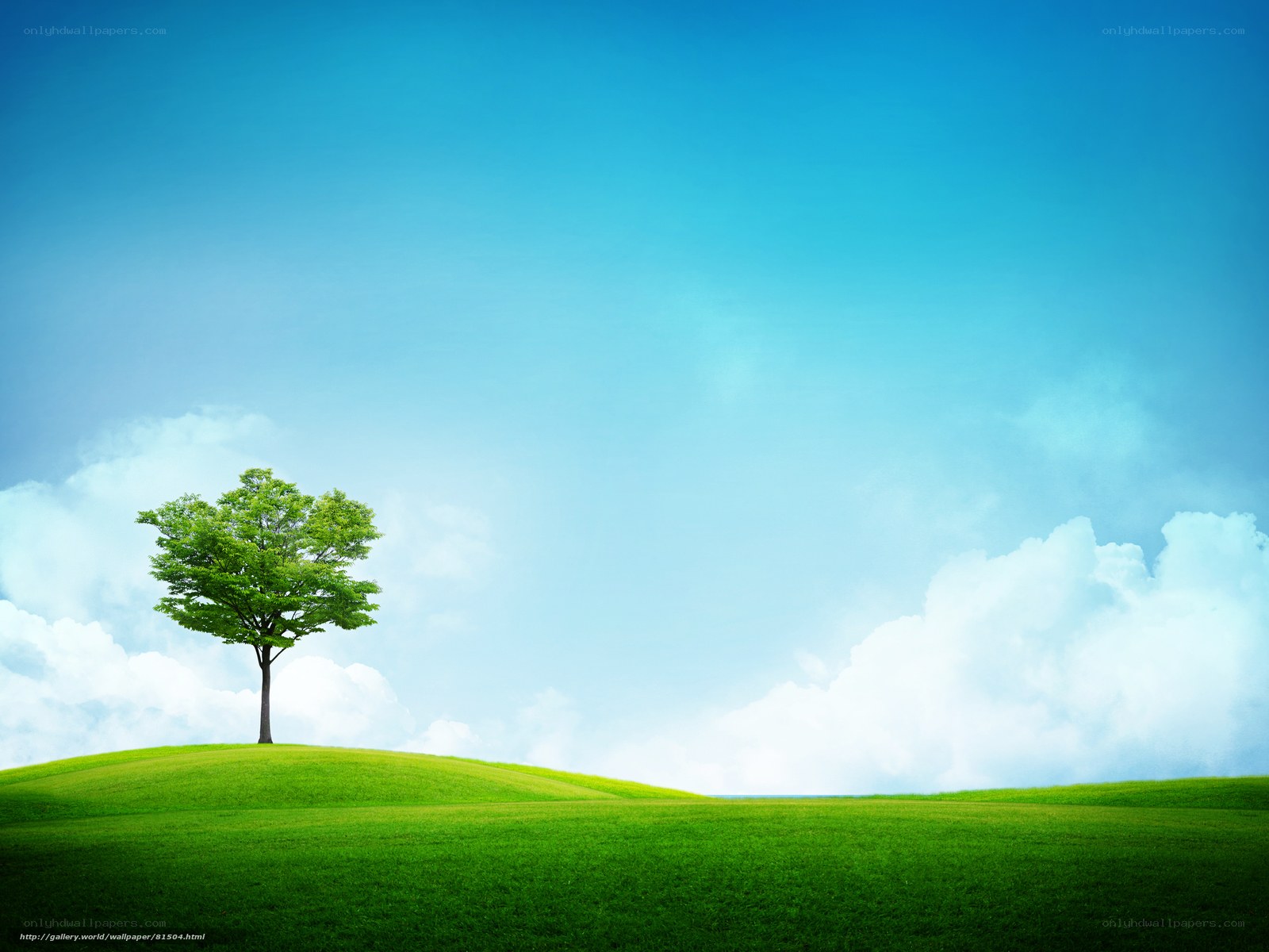 Solitary tree on green hill