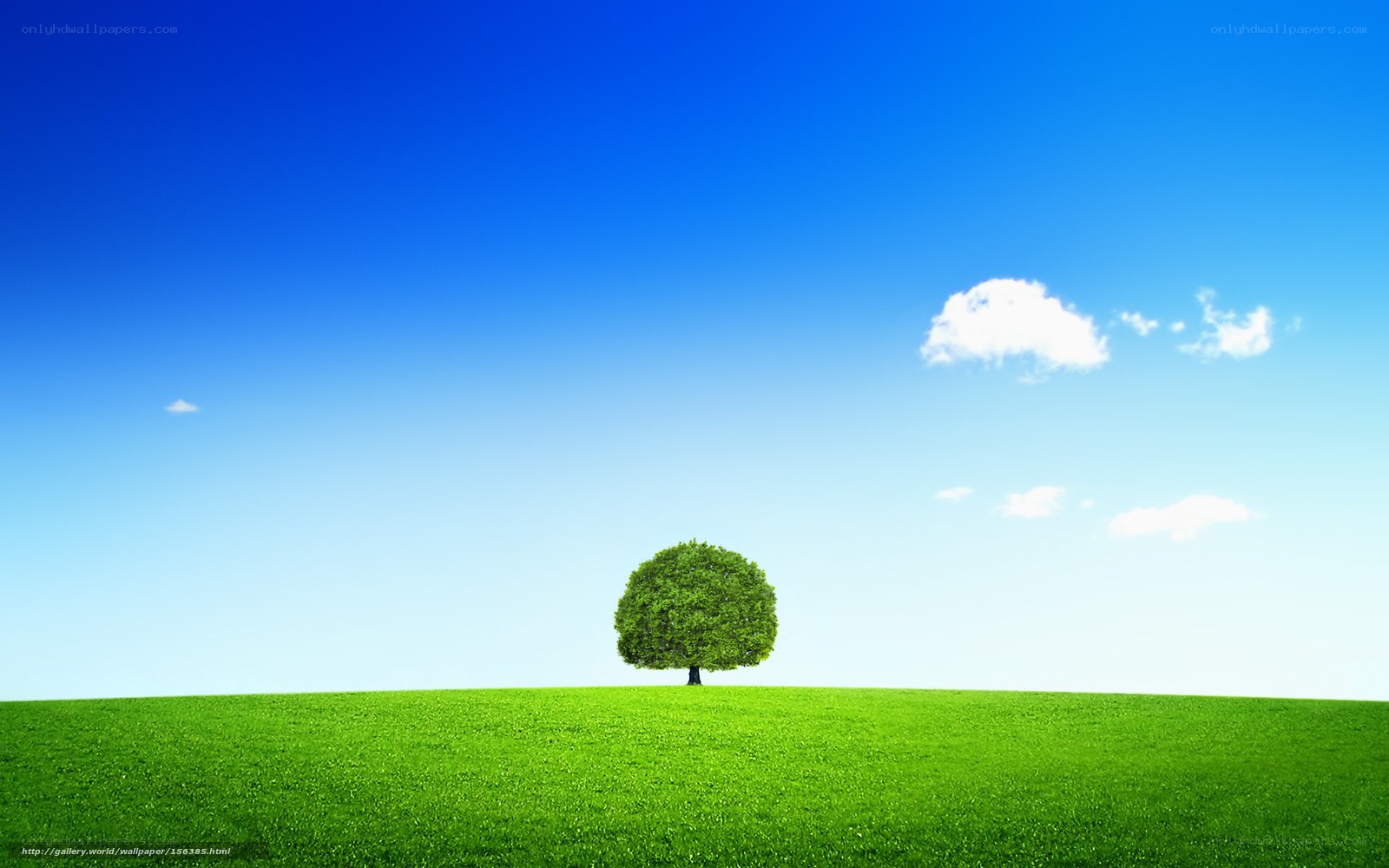 solitary tree on green hill