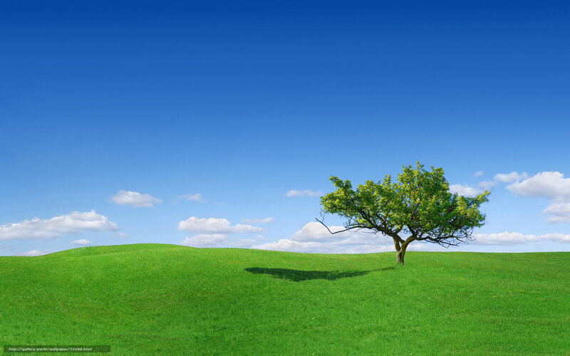 Solitary tree on green hill