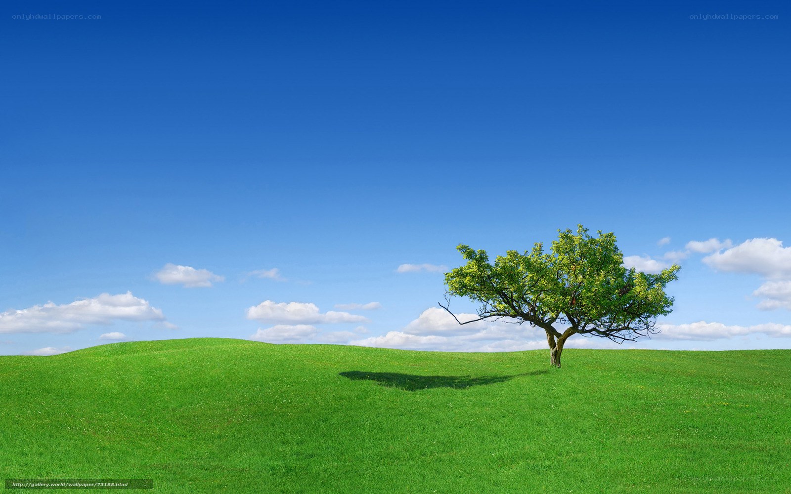 Solitary tree on green hill