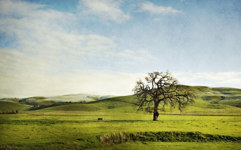 solitary tree on green hills