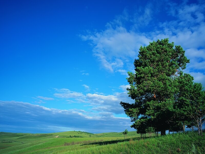 Solitary tree on green hills