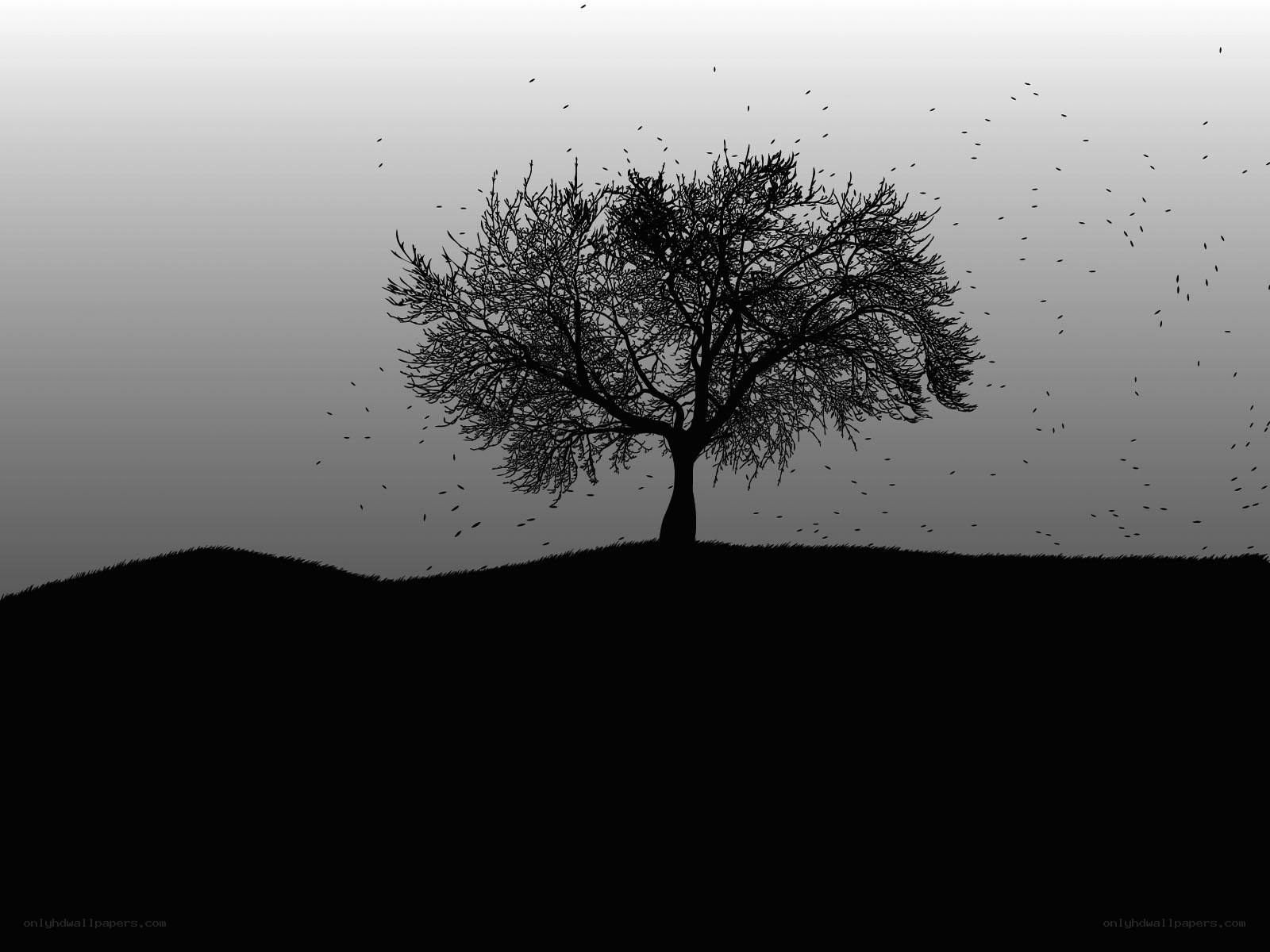 solitary tree on hill
