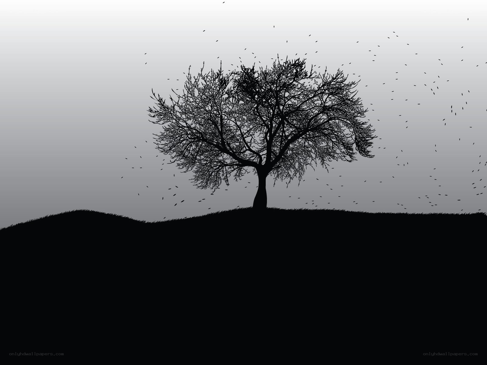 solitary tree on hill
