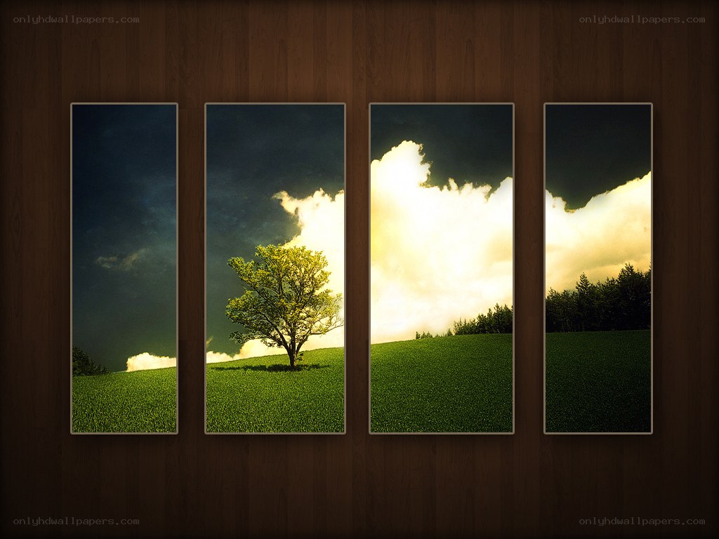 solitary tree on hill