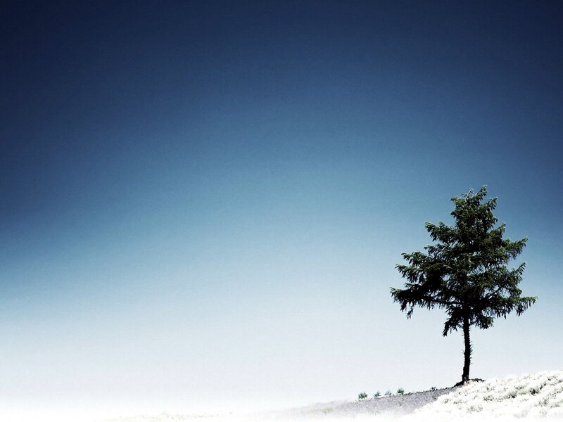 solitary tree on hill