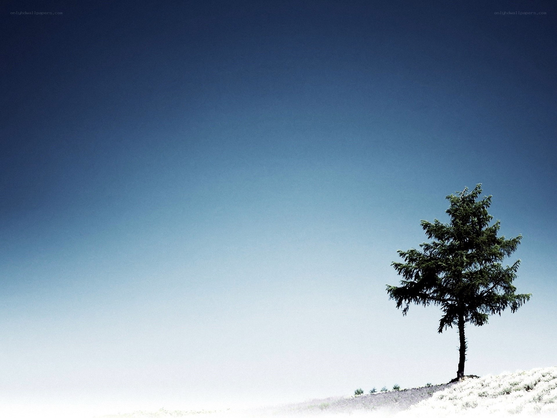 solitary tree on hill