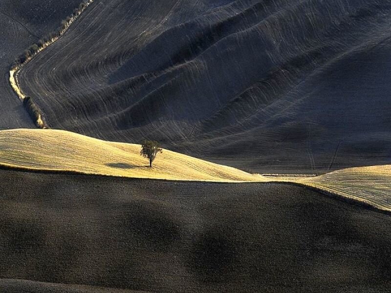 Solitary Tree on Hill — Black, Dramatic