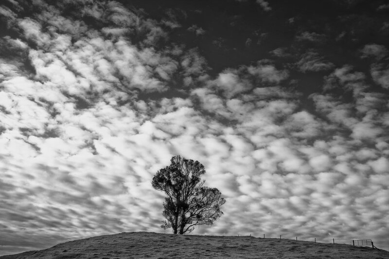 Solitary Tree on Hill — Black