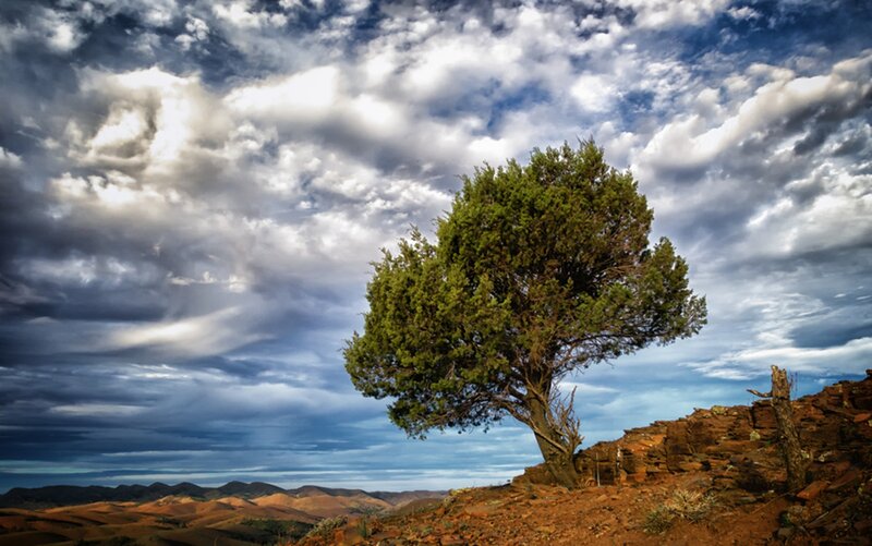 Solitary Tree on Hill — Blue, Dramatic, Afternoon, Photograph