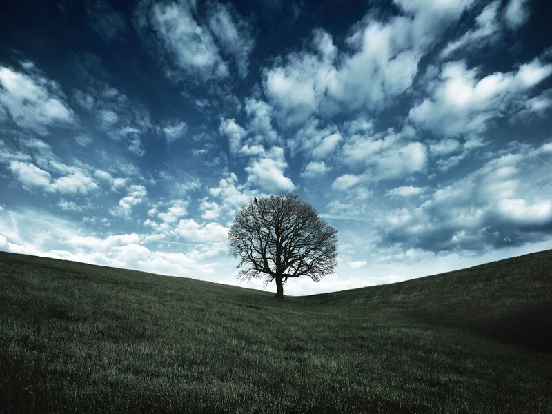 Solitary Tree on Hill — Blue, Dramatic, Afternoon