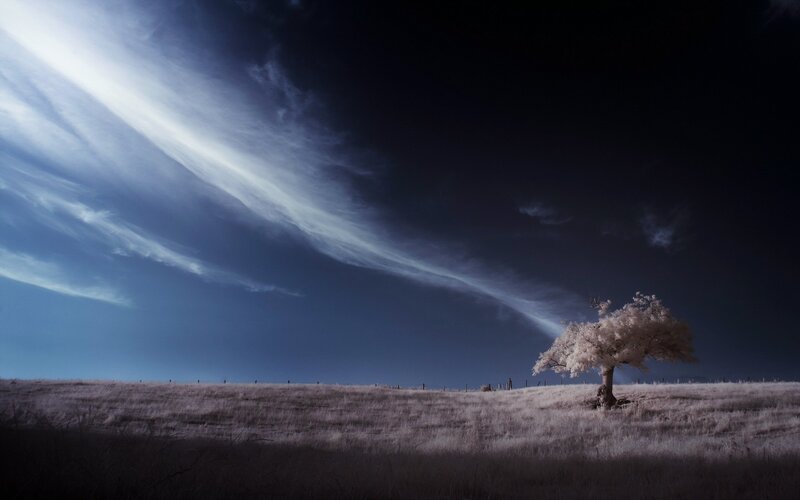Solitary Tree on Hill — Blue, Dramatic, Night, Photograph