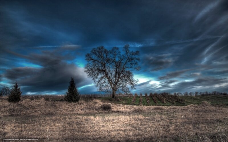 Solitary Tree on Hill — Blue, Dramatic, Night
