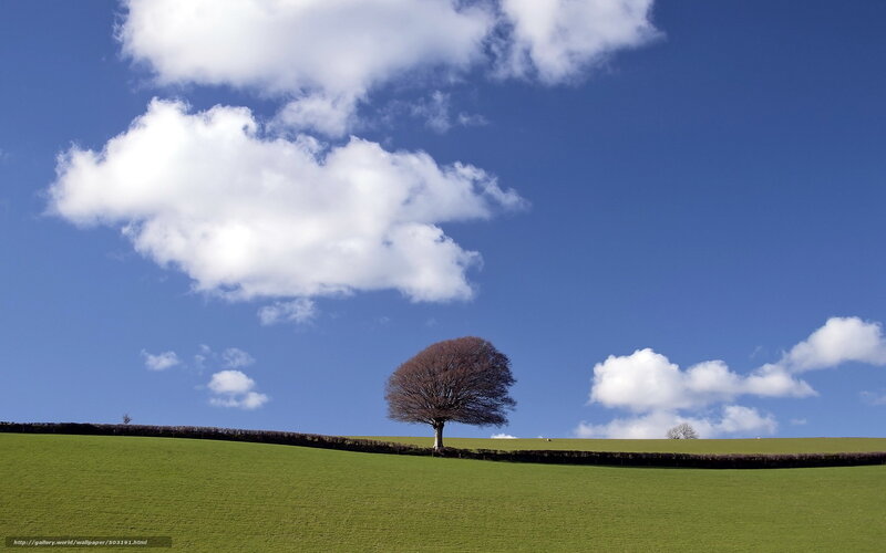 Solitary Tree on Hill — Blue, Serene, Afternoon, Photograph, Clouds, Hedge, Field