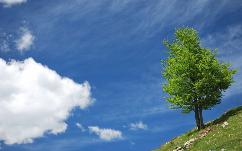 Solitary Tree on Hill — Blue, Serene, Afternoon, Photograph, Clouds, Sky, Green