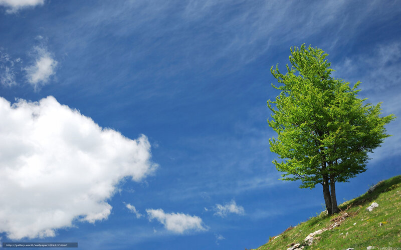 Solitary Tree on Hill — Blue, Serene, Afternoon, Photograph, Clouds, Sky