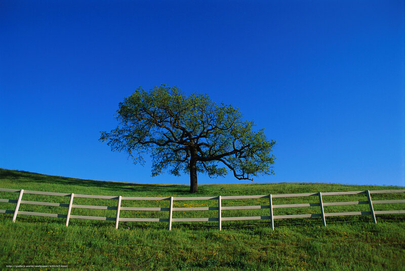 Solitary Tree on Hill — Blue, Serene, Afternoon, Photograph, Fence