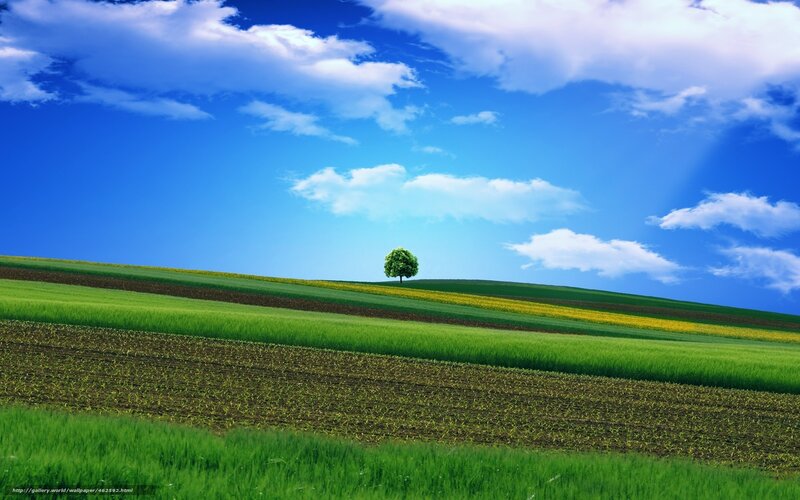 Solitary Tree on Hill — Blue, Serene, Afternoon, Photograph, Field, Clouds