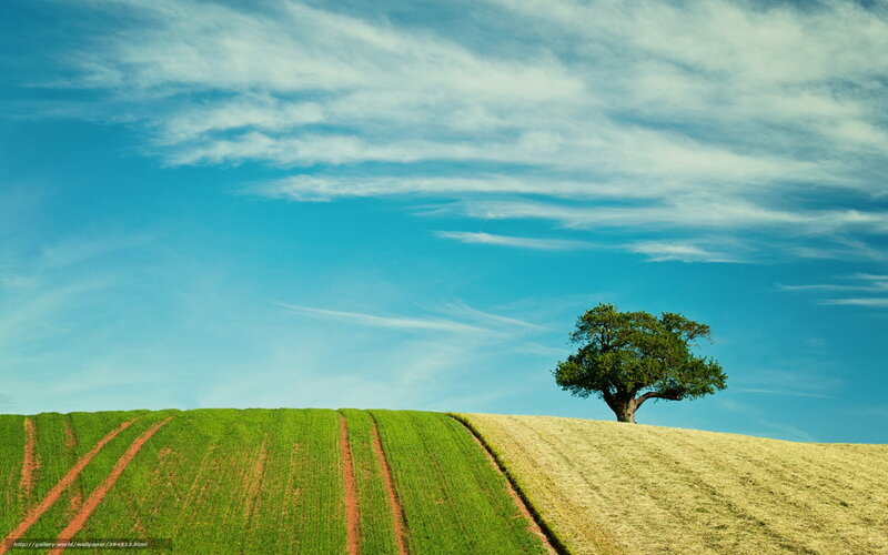 Solitary Tree on Hill — Blue, Serene, Afternoon, Photograph, Field